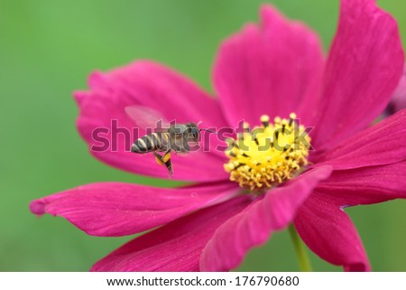 Bee in flower bee amazing,honeybee pollinated of pink flower