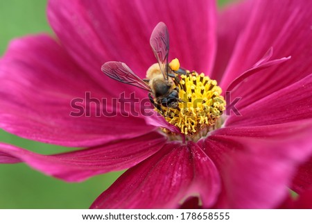 Bee in flower bee amazing,honeybee pollinated of pink flower