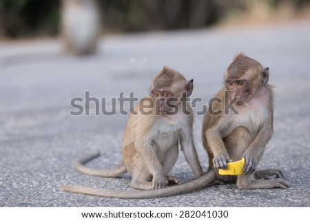 Two funny monkeys