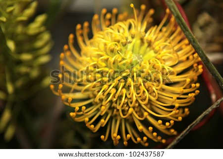 Yellow Pincushion Protea (Leucospermum) flower. African plant