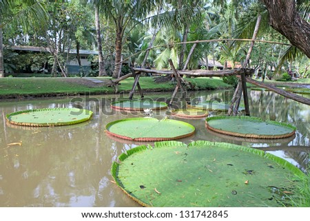 Tropical garden with Giant leaves of the Victoria waterlily in the pond and decorative bridge