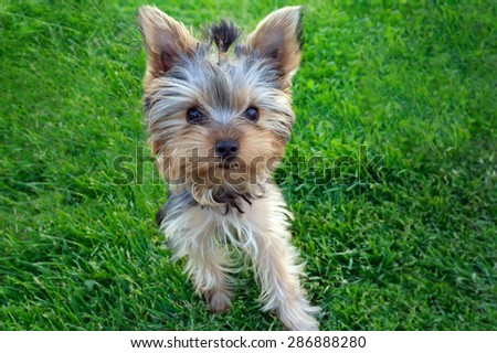 Cute Yorkshire terrier puppy(4 months old) standing in the grass.