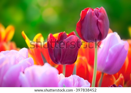 Tulips of multi-colored flowers in a spring sunny greenhouse