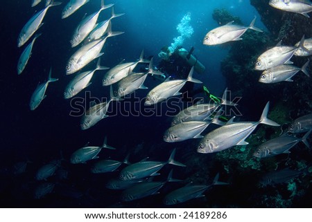 Fishes (tunas )and diver. Diving on Sipadan