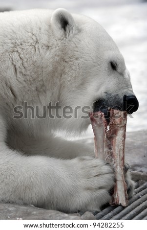 A white polar bear gnaws a bone in a zoo