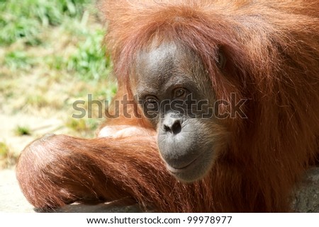 A close up portrait of the king of the primates, the Orang Utan