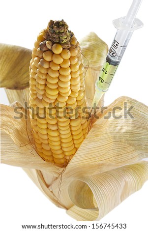 genetically modified organism corn with syringe