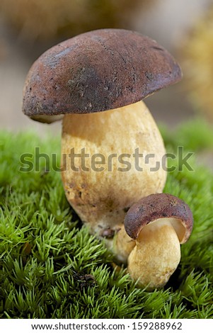 small and big edible mushroom on moss close up with focus on small one