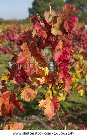 autumn vineyard  with focus on the red leaves of vine tree