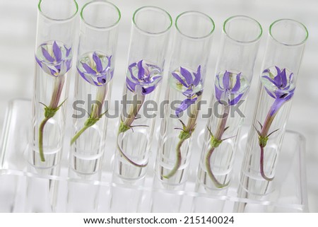 Laboratory  research - plants in   test tubes