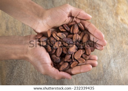 view of handful of cacao beans