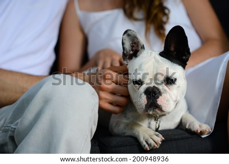 close up portrait of a french bulldog in sofa with man and woman