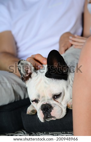close up portrait of a french bulldog in sofa with man and woman