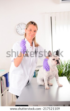 cheerful young blonde veterinary taking care and examining a beautiful pet dog french bulldog