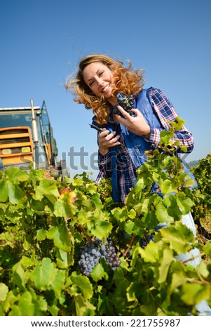 cheerful young woman harvesting grapes in vineyard during wine harvest season in autumn