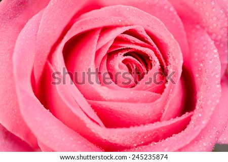 close up shot of a beautiful pink rose on dark background