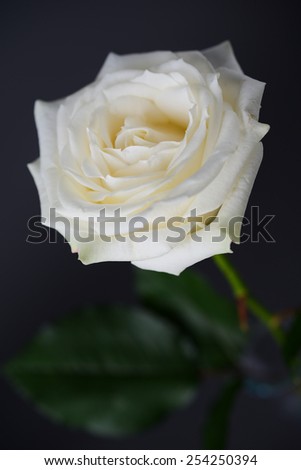 beautiful close up of white rose isolated on dark background