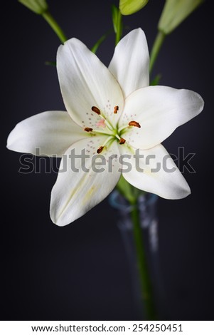 close up of a beautiful single white lily isolated on a gray background