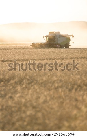 combine harvester agriculture machine harvesting golden ripe wheat field at sunset