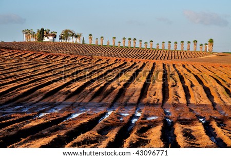 Plowed field and furrows morning after rain