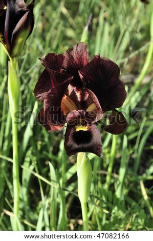 Black Iris is a plant species that belongs to the genus Iris rare flower.