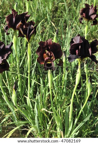 Black Iris  is a plant species that belongs to the genus Iris rare flower.