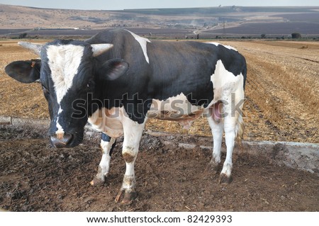 Tribal Bull of the monochrome colouration on farm.