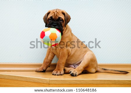 little puppy bullmastiff played in the house.