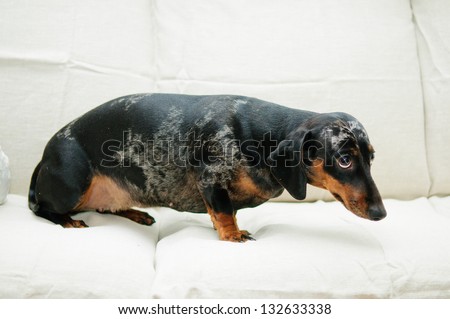 frightened dachshund dog sitting on the sofa in the room