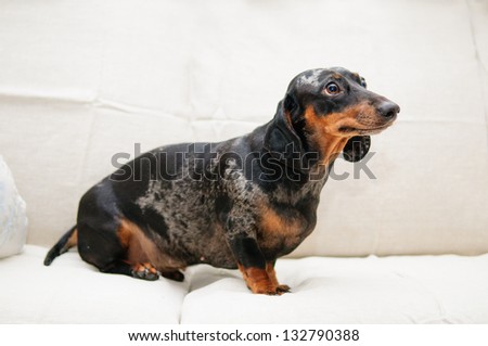 funny dachshund dog sitting on the sofa in the room