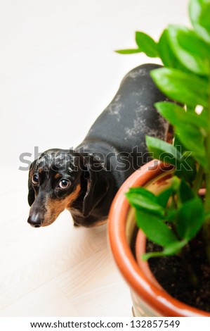 funny dachshund dog standing on the floor in the room. top view. portrait close-up. green house plant near to a dog