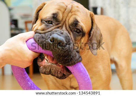 junior puppy bullmastiff playing with a man with a toy. training in the house. 9 months age