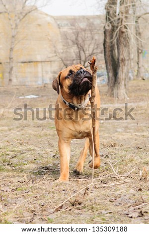 Junior dog bulmastiff played with a wooden stick in the park. 9 months age