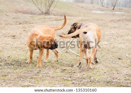 two dogs. junior puppy and adult  bullmastiff play outside in the park