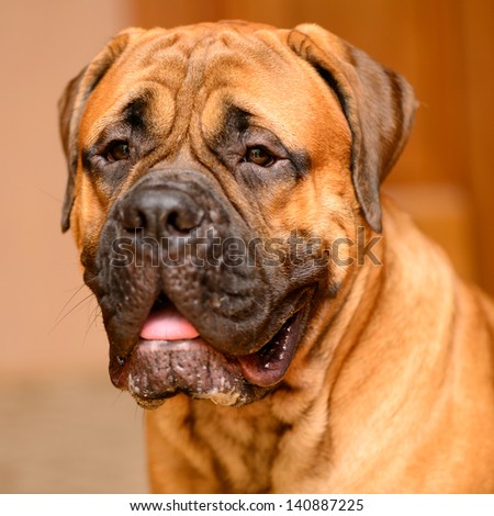 bullmastiff dog portrait close-up. looks into the camera. top view