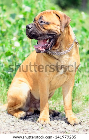 young Bullmastiff dog sitting and yawns outdoors. Simply collar 1 year of  puppy.