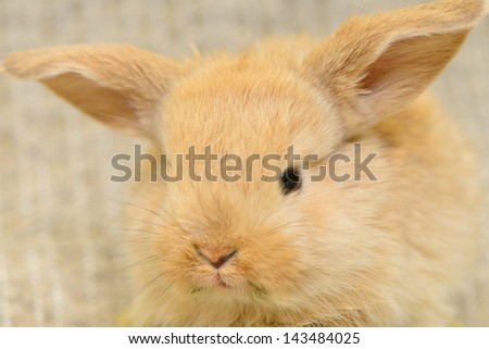 newborn little brown rabbit with long ears. close-up portrait