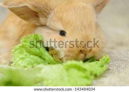 newborn little brown rabbit with long ears. eating lettuce. close-up portrait
