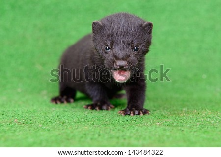 small animal mink ferret on a green background