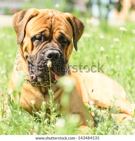 bullmastiff dog lying on the grass and smelling daisy flower