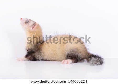young animal rodent ferret on a white background