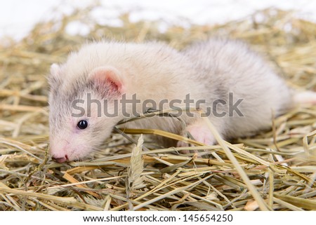 small animal rodent ferret sits on dry hay