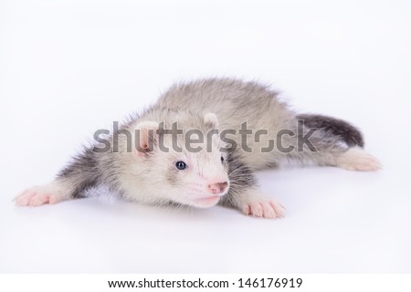 small animal rodent ferret on a white background