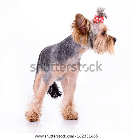 Yorkshire terrier dog stand. pet portrait isolated on white background