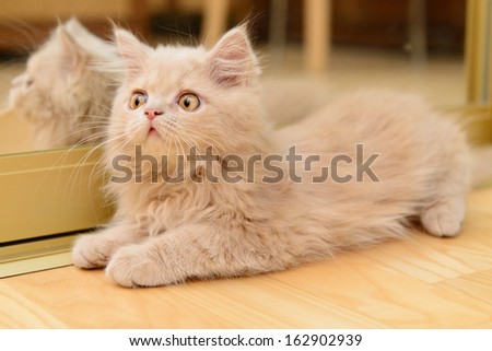 fluffy Persian cat lying on the floor near the mirror