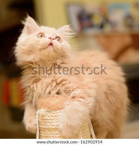 little fluffy Persian kitten playing on the cat scratching posts