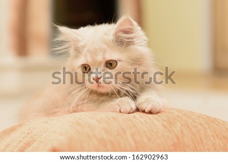 little fluffy Persian kitten lying and resting on the pillow