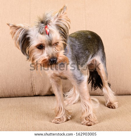 Yorkshire terrier dog stands on sofa scared