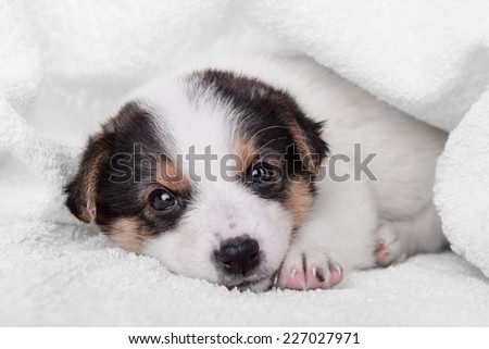 little puppy crossbreed. animal on white blanket