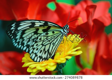 beautiful insect butterfly on a flower on a colored background macro